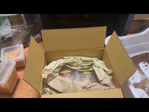 I bought one of the rarest domestic island-dwelling species - YouTube