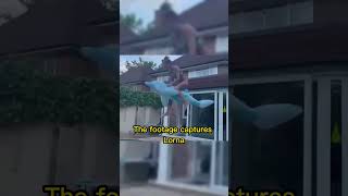 Ring Girl Smashes Her Face Open By Jumping In Pool On An Inflatable Dolphin At Bosss House Party