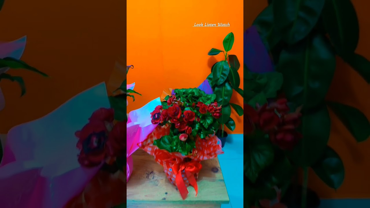 Potted Live Flowers | Your Live Flower Orders Are Ready