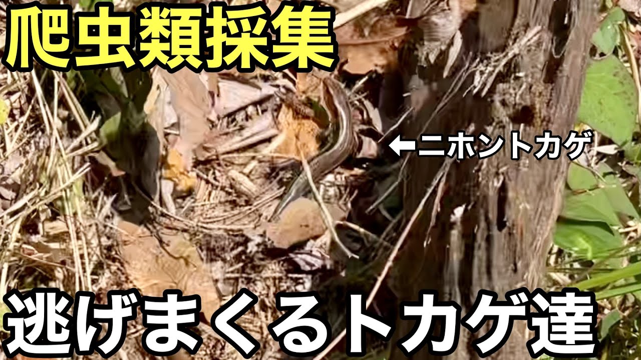 爬虫類採集ニホントカゲ大量にいるポイントを発見するが、、、、
