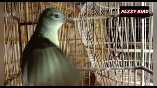 Burung kolibri Betina Belajar bunyi. @faxxybird