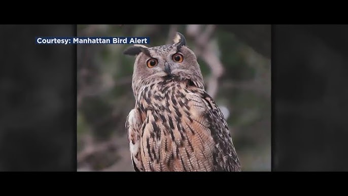 Flaco The Escaped Central Park Zoo Owl Has Died Officials