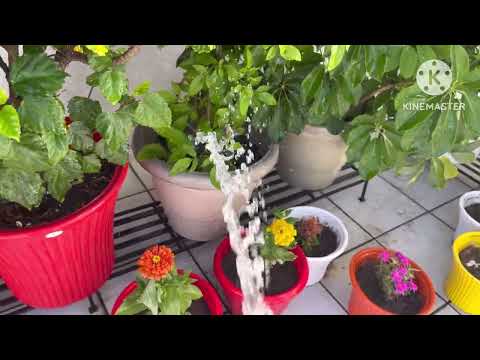 Garmi se plants ko kaise bachayen #garmio me plants ko bachne ke liye kush tips shar kar rhi hu 