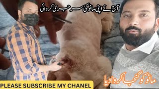 Aaj Cat Ki Surgery Karwaii Haa (Cat Hair Trimming) Pray For My Cat by Animal Lovers With Sardar 124 views 2 months ago 29 minutes
