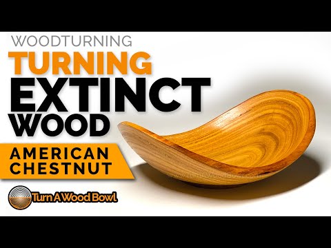 Woodturning Extinct Wood