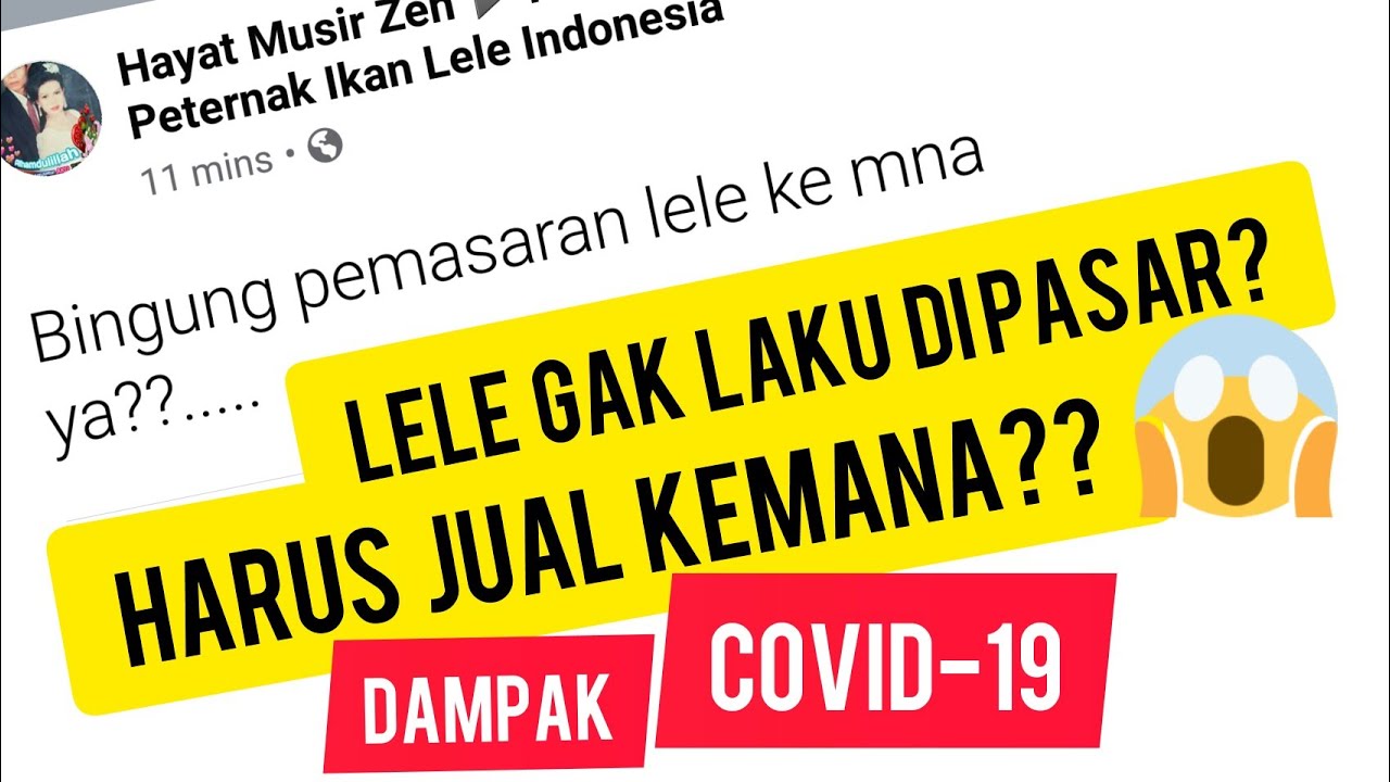 Cara Memasarkan Ikan Lele untuk Pemula 
