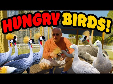 Most Beautiful Crane in the World | Our Grey Crowned Crane | Bird Adventures at H.L.’s Menagerie