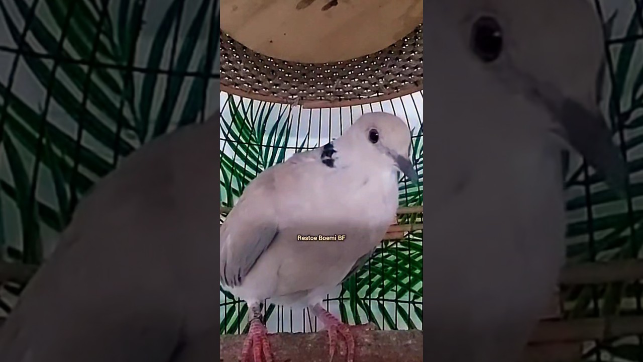 Puter Pelung Gacor Betina Suara Panjang ‼️ 