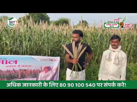 Dhamaal Hybrid Bajra Seed | SVHSPL जोगिया रोग प्रतिरोधक