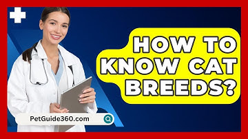 How To Know Cat Breeds? - PetGuide360.com