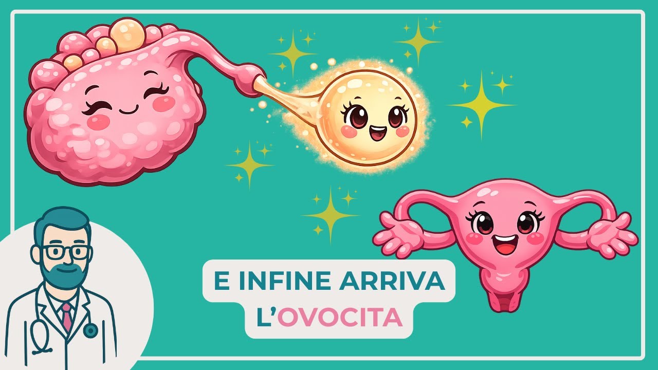 Anatomia dei genitali femminili (utero, tube, ovaie)