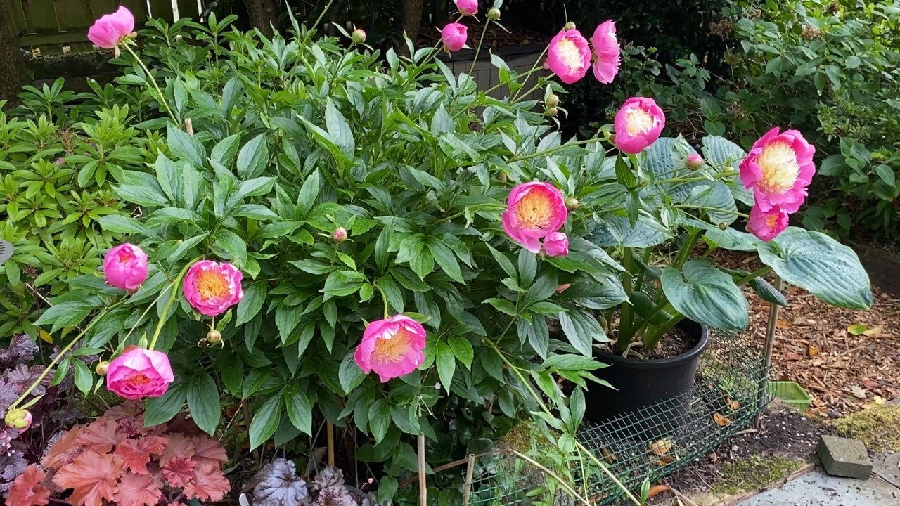 Garden Shorts #6 Peony Bowl of Beauty