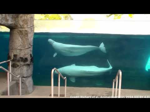 Belugas changing the shape of their melons during social interactions