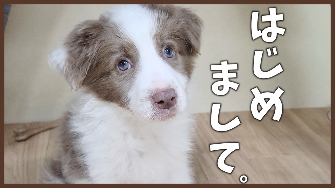 【ご報告】ラピスのケガのその後と新しい仲間が増えました♪【ボーダーコリー】