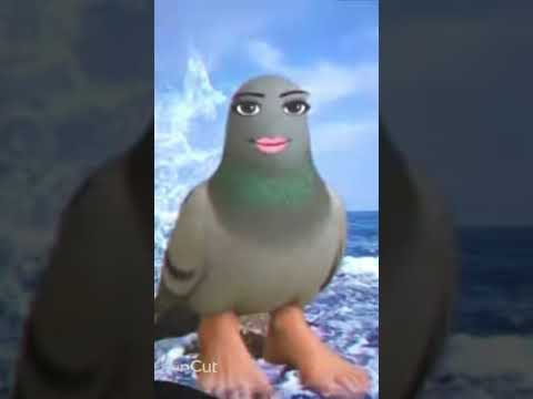 Pigeon