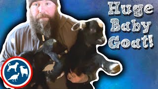 Baby goats, a barrel, and storing your feed // homesteading for beginners