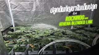 ปลูกต้นกัญชาใยเต็นปลูก ด้วย ROCKWOOL และ ปุ๋ย ATHENA BLENDED LINE EP1