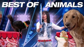 Singing Dogs! Cat Tricks! Animal Noises From A Human!  America's Got Talent 2018
