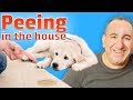 Why my dog pees in the house Why my dog pees in the house