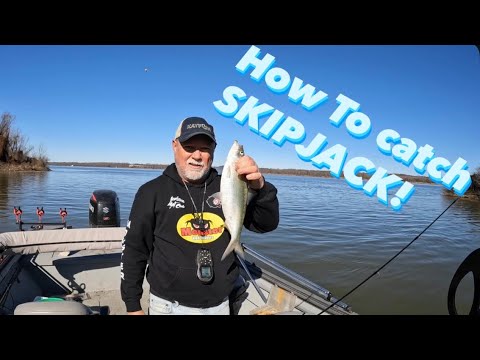 Cat Rig Skipjack HOW TO CATCH SKIPJACK! ……from rigging to catching - YouTube