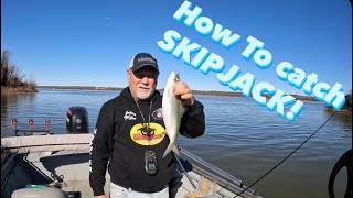 How To Catch Skipjack From Rigging To Catching