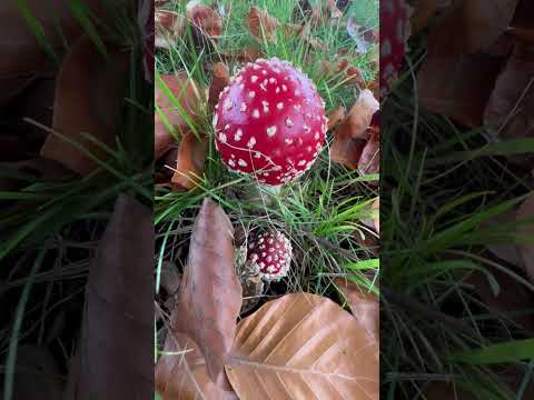 Amanita Muscaria |
