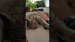 What A Cute Cat cat cat anmals cats cuteanimal cutecat