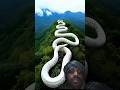 ye Hai Duniya Ka Sabse Bada Sap Titanoboa Snake ||#amazon#amazonjungle#snacks#shortvideo