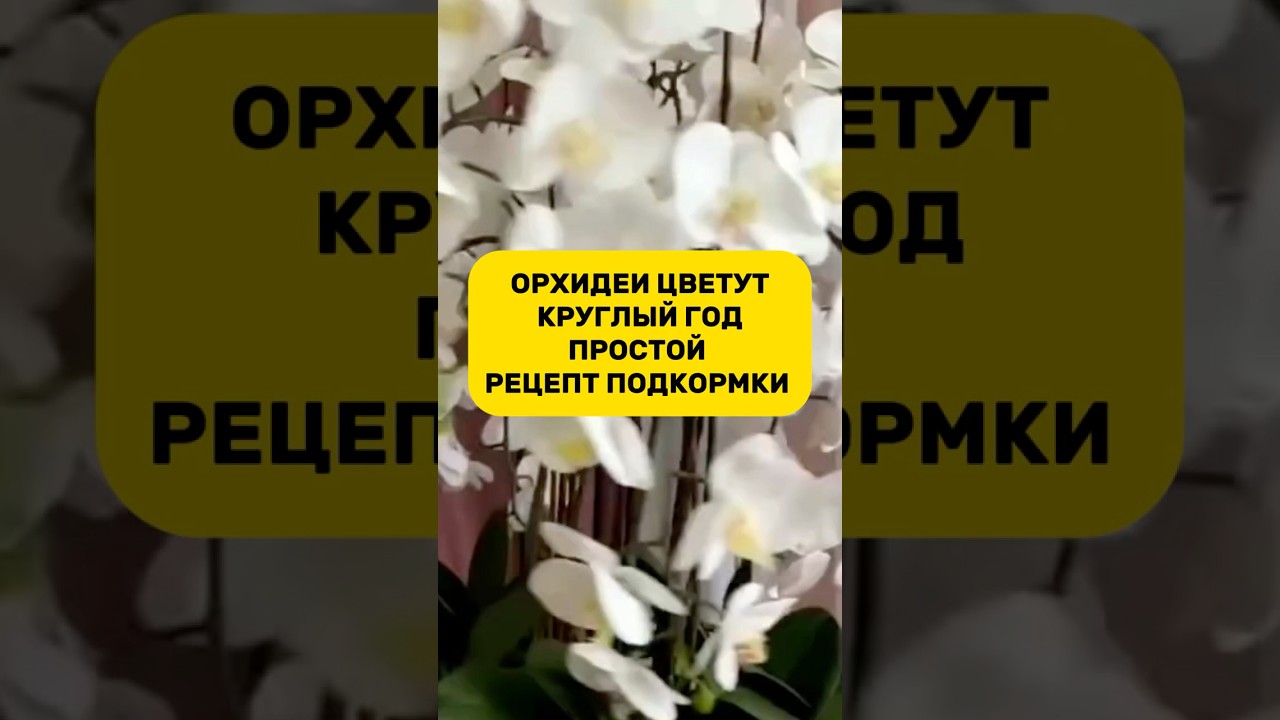 Артикул на то самое чудо-средство 291934334 (wb)