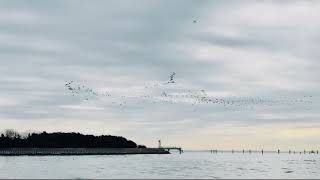 A Peaceful Moment As Birds Fly Freely Over The Beach Sky Stay With -R5X