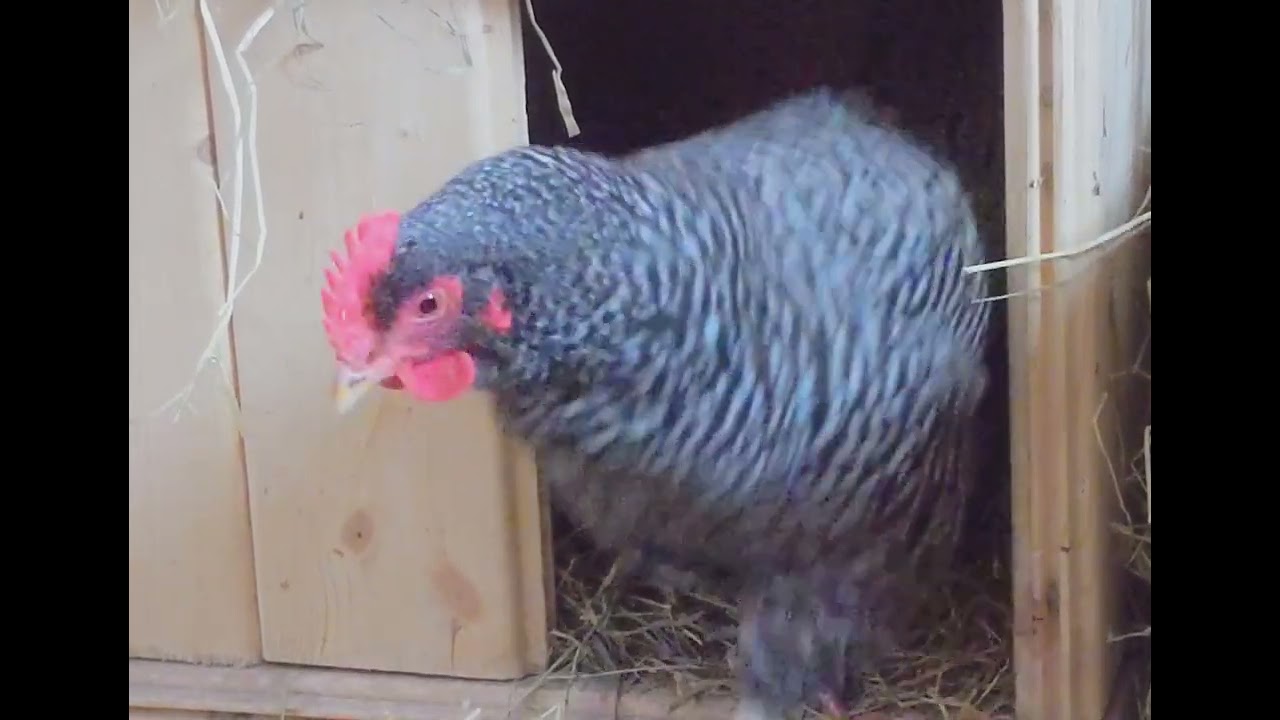 Barred Rock &noiran hens wants to lay in this cozy nest 🐔🥚🐔💗😍
