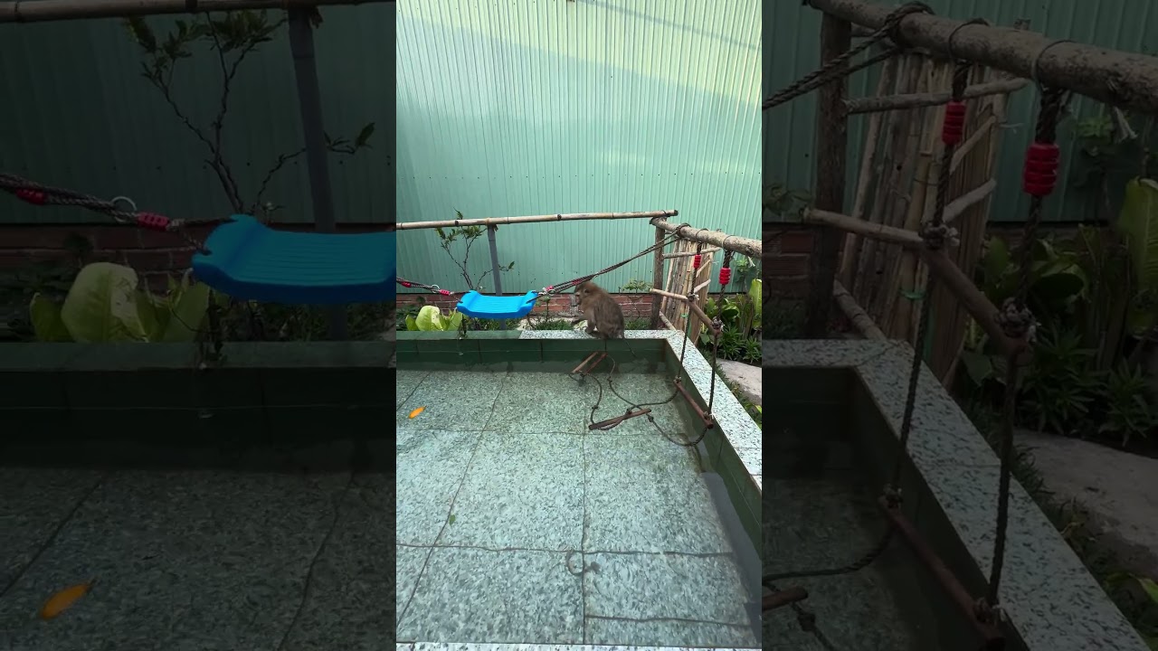 Monkey Sam has a happy time at the swimming pool 