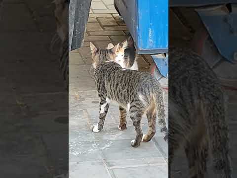 MINGAYS D CATS#cat #catlovers #catvideos #cats #catshorts #catsvideo #pusa #ering #catlife #catmemes by KOREKONG KAGED