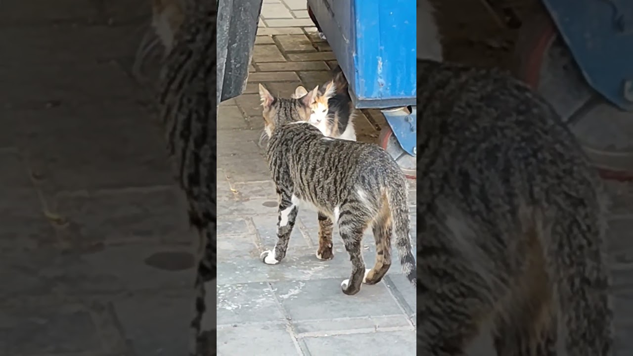 MINGAYS D CATS#cat #catlovers #catvideos #cats #catshorts #catsvideo #pusa #ering #catlife #catmemes — KOREKONG KAGED YouTube video