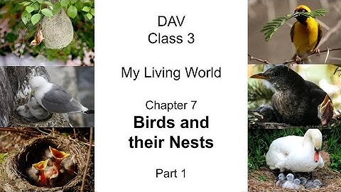 DAV Class 3 Science Chapter 7 Birds and their Nests Part-1 #DAV #Class3 #Science #Ch7 #EVS