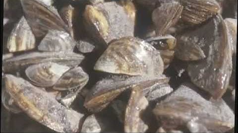 Silent Invaders Season 1: Intro to Zebra & Quagga Mussels