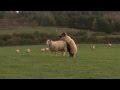 Lambing Live 2014 Series 3 Outtakes