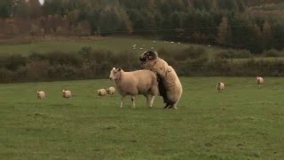 Lambing Live 2014 Series 3 Outtakes