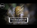 Hatching ladybugs   ladybug life cycle time lapse