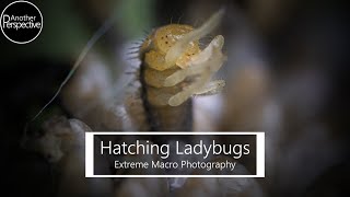 Hatching Ladybugs  | Ladybug Life Cycle Time Lapse