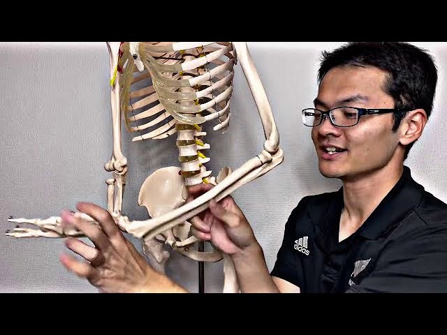 Anatomy of elbow and its ligaments (English) class=