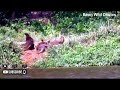 🌊 Playful Otters Frolic on the Riverbed! 🦦💦