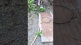 Falling Mango Strong Wind Probinsya Kitchen