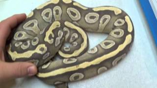 Collection update 2013-14 holdbacks (part 1) Net Worth