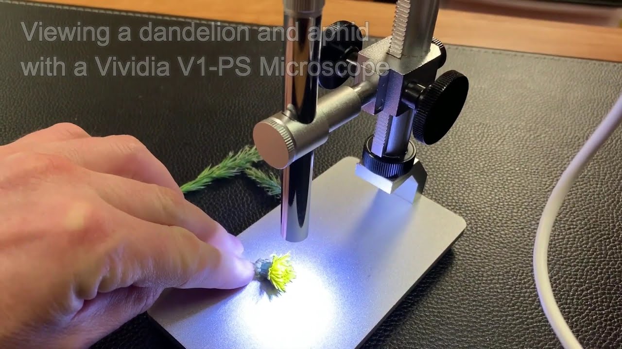 Dandelion and Aphid under a Microscope - YouTube