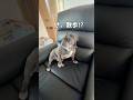 もはや毎朝のルーティン😂#shorts#shortsvideo #frenchbulldog #フレンチブルドッグ #フレブル7兄弟 #行くまでが面倒な犬