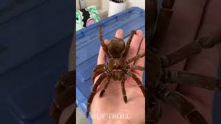 Before And After Epic Animal Glow Up