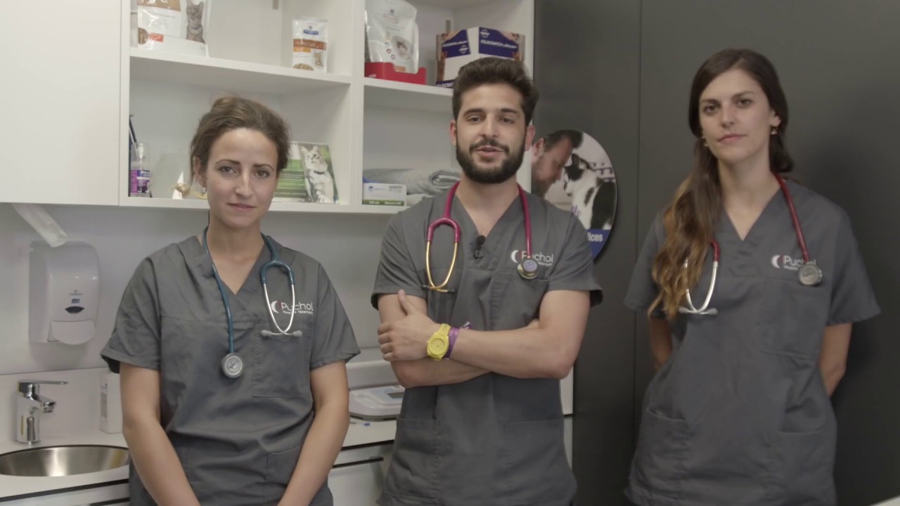 Triaje veterinario en urgencias | Hospital Veterinario Puchol