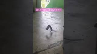 Hiii ni panya?? #shorts #short #shortvideo #shortsvideo