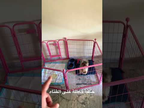 كيفية تدريب كلب على الحمام 